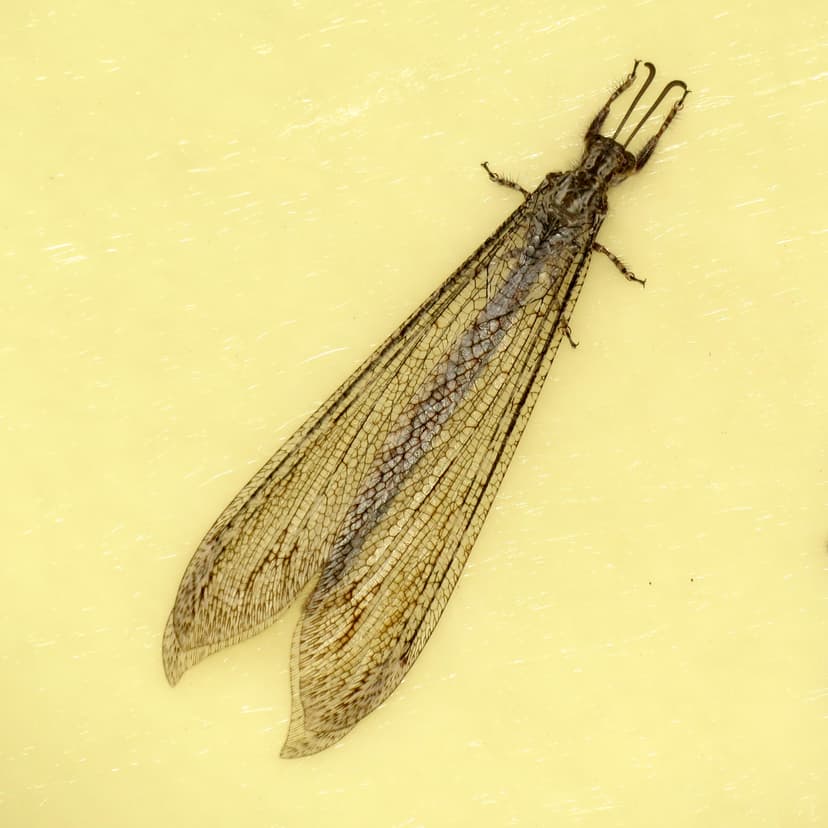 File:Giant Antlion (37133187595).jpg - Wikimedia Commons