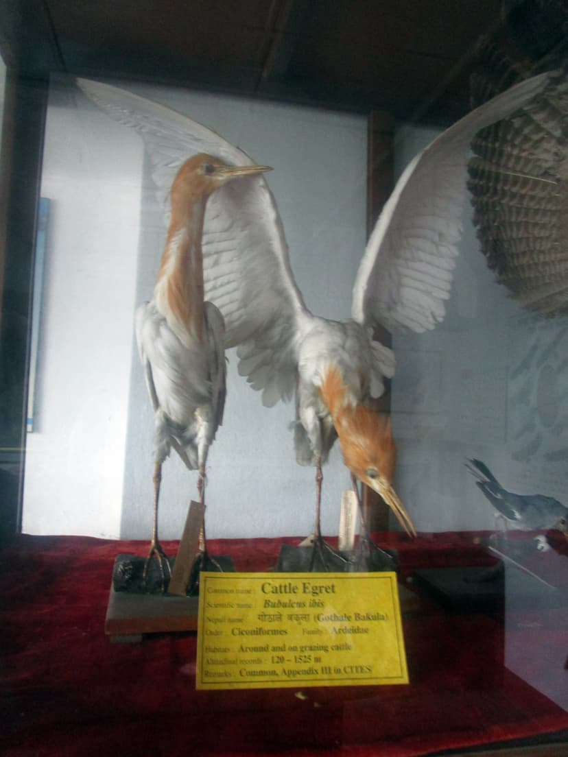 File:Cattle egret at NHM, Kathmandu.jpg - Wikimedia Commons