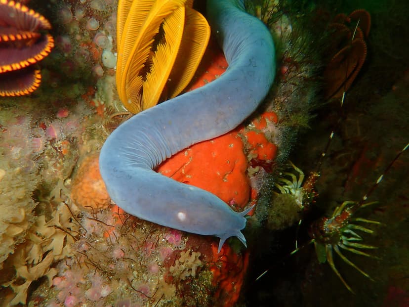File:Eptatretus hexatrema 15727711.jpg - Wikipedia
