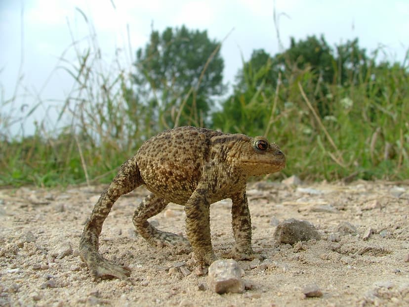 File:Bufo bufo-defensive reaction1.JPG - Wikipedia