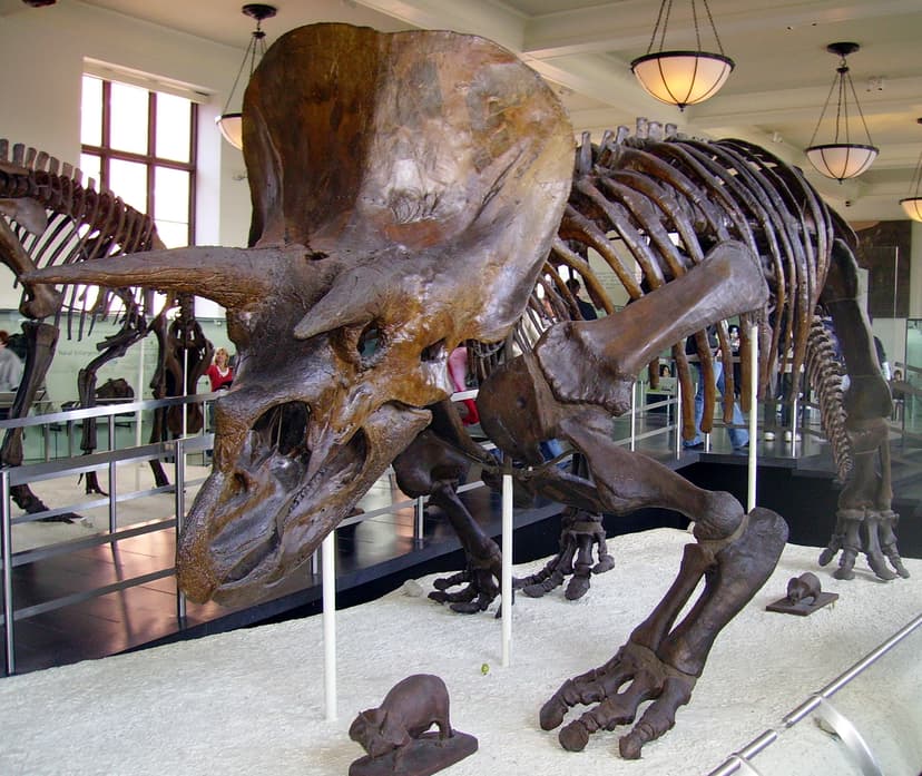 File:Triceratops AMNH 01.jpg - Wikipedia