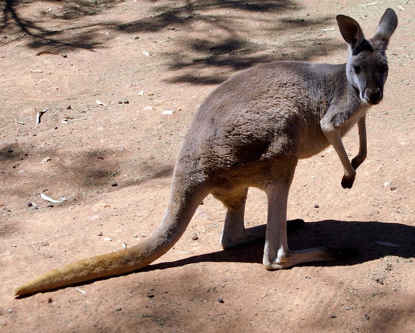 File:Female Red Kangaroo (Macropus rufus).jpg - Wikipedia