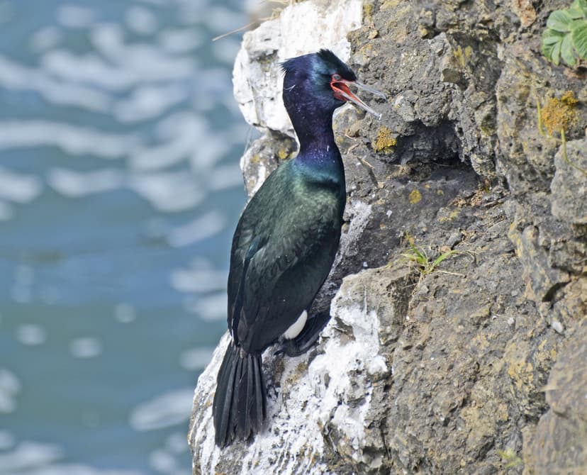 File:Pelagic Cormorant 2832m.jpg - Wikimedia Commons