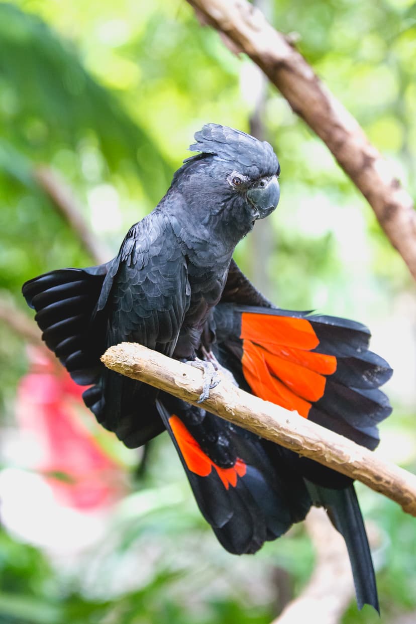 File:Red-tailed black cockatoo.jpg - Wikimedia Commons