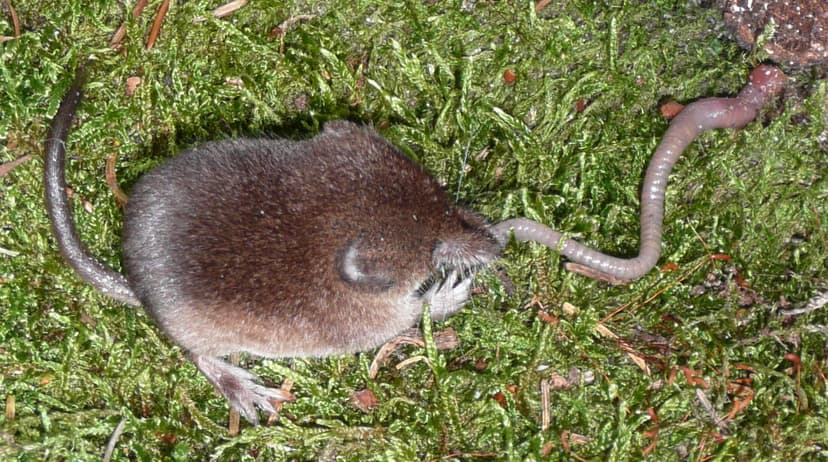 File:Sorex-araneus.jpg - Wikipedia