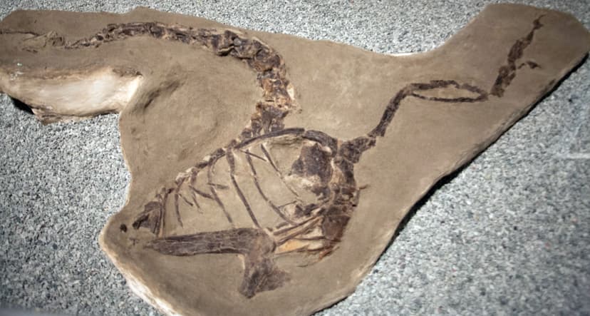 File:Dinosaur fossil (1).jpg - Wikipedia