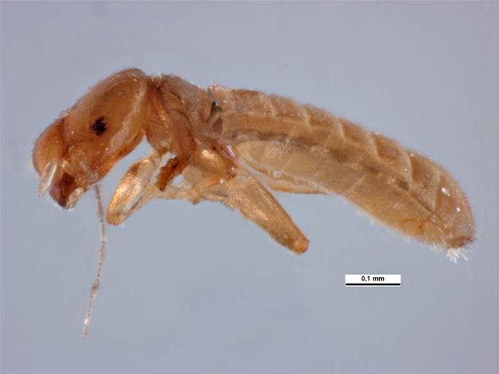 Fichier:Liposcelis bostrychophila.jpg — Wikipédia