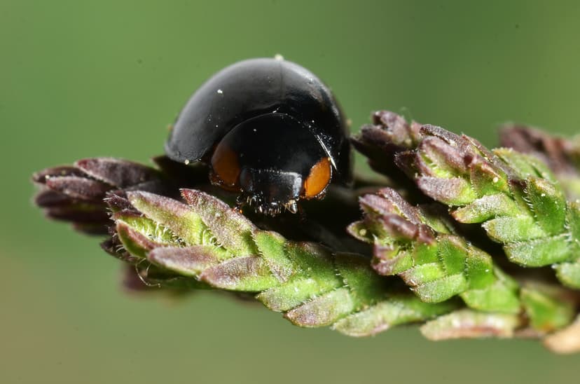 File:Exochomus nigromaculatus (5660782100).jpg - Wikimedia Commons