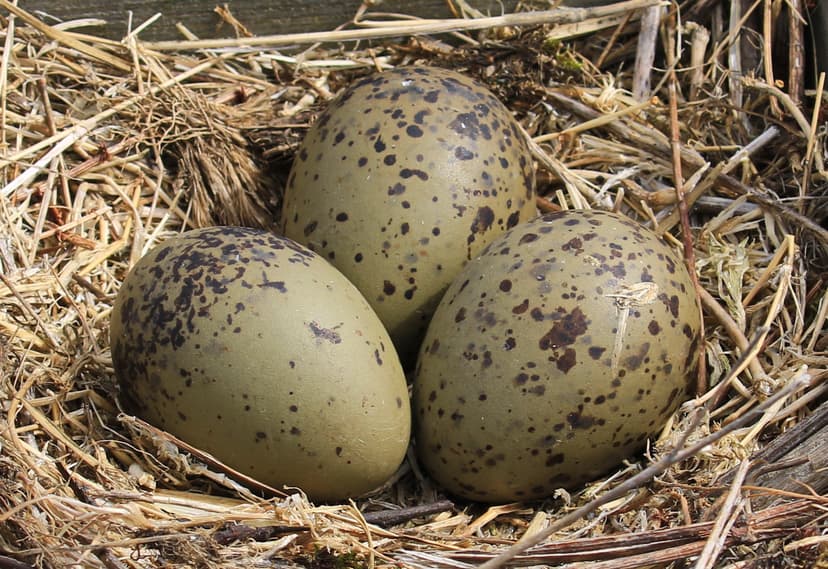 File:Möwennest mit drei Eiern 2H1A7779WI.jpg - Wikipedia