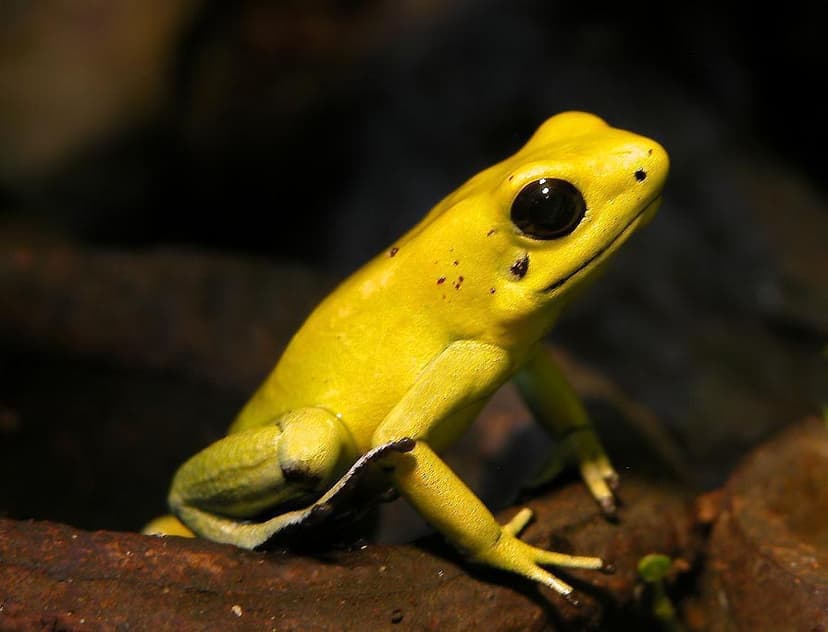 File:Schrecklicherpfeilgiftfrosch-01.jpg - Wikipedia