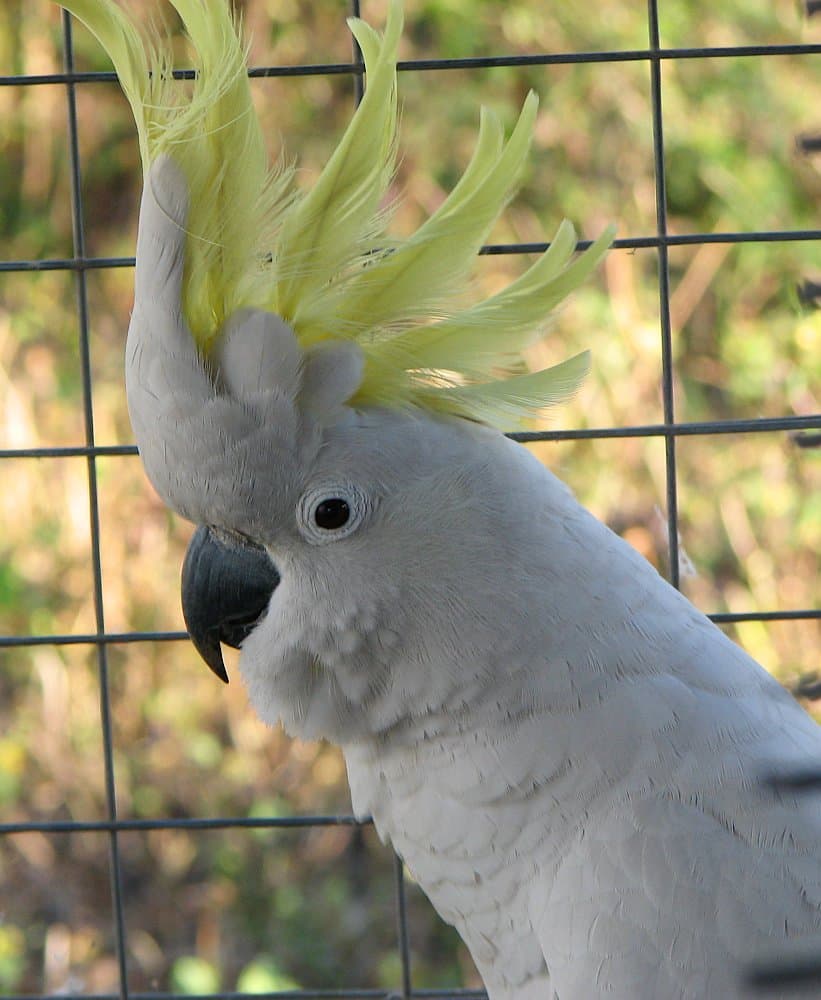 File:Sulphur Crested 02.jpg - Wikipedia