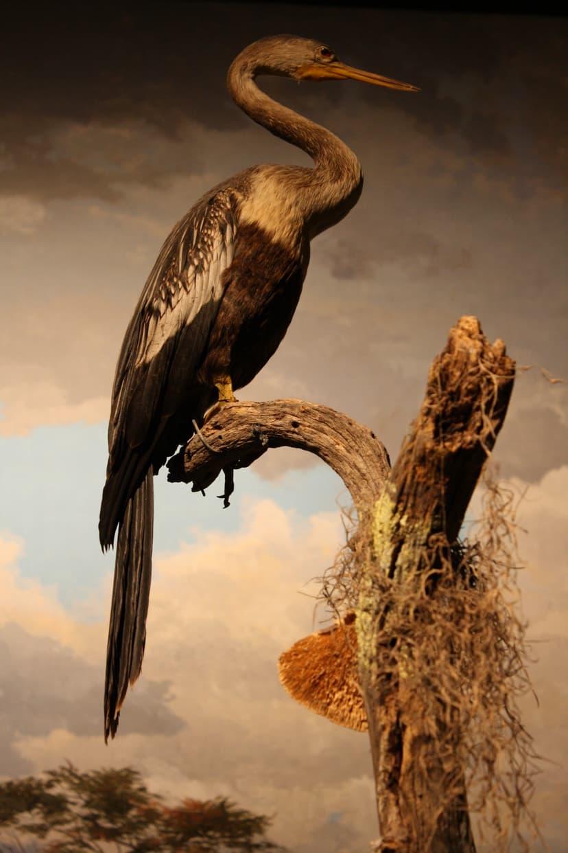 File:WLA hmns Anhinga.jpg - Wikimedia Commons