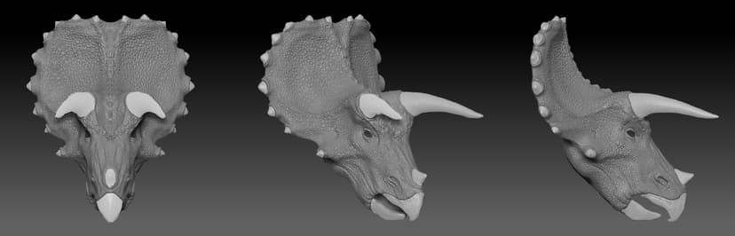 File:Triceratops head digital reconstruction-1.jpg - Wikimedia Commons