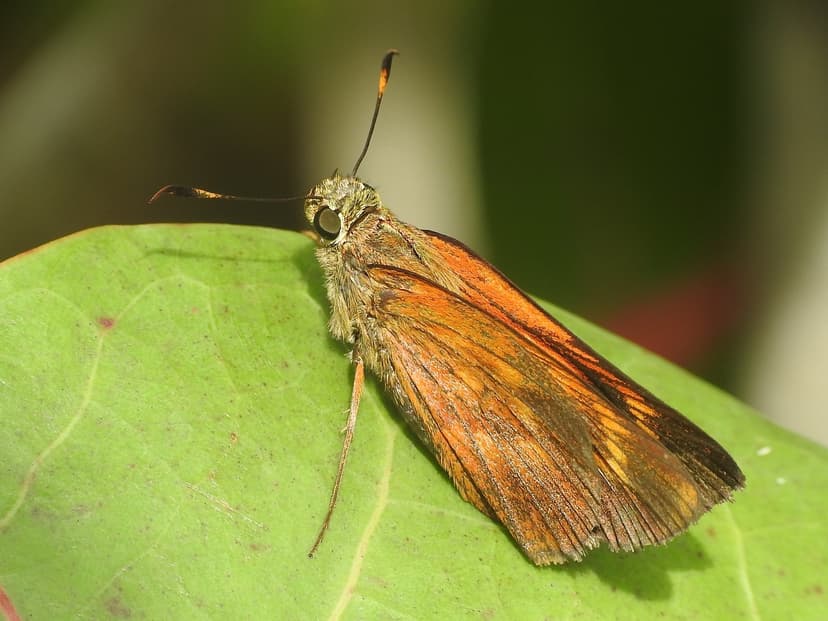 File:Caribbean Skipper Choranthus antiqua JG.jpg - Wikipedia