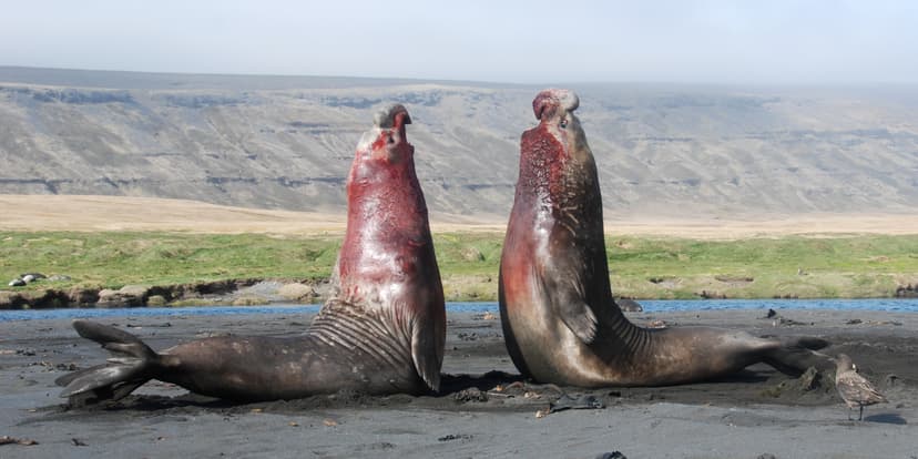 File:Male Southern Elephant Seals in combat.jpeg - Wikimedia Commons