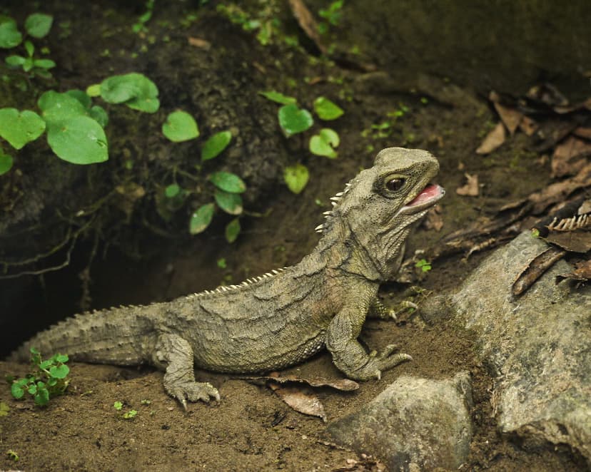 File:Tuatara (5205719005).jpg - Wikimedia Commons