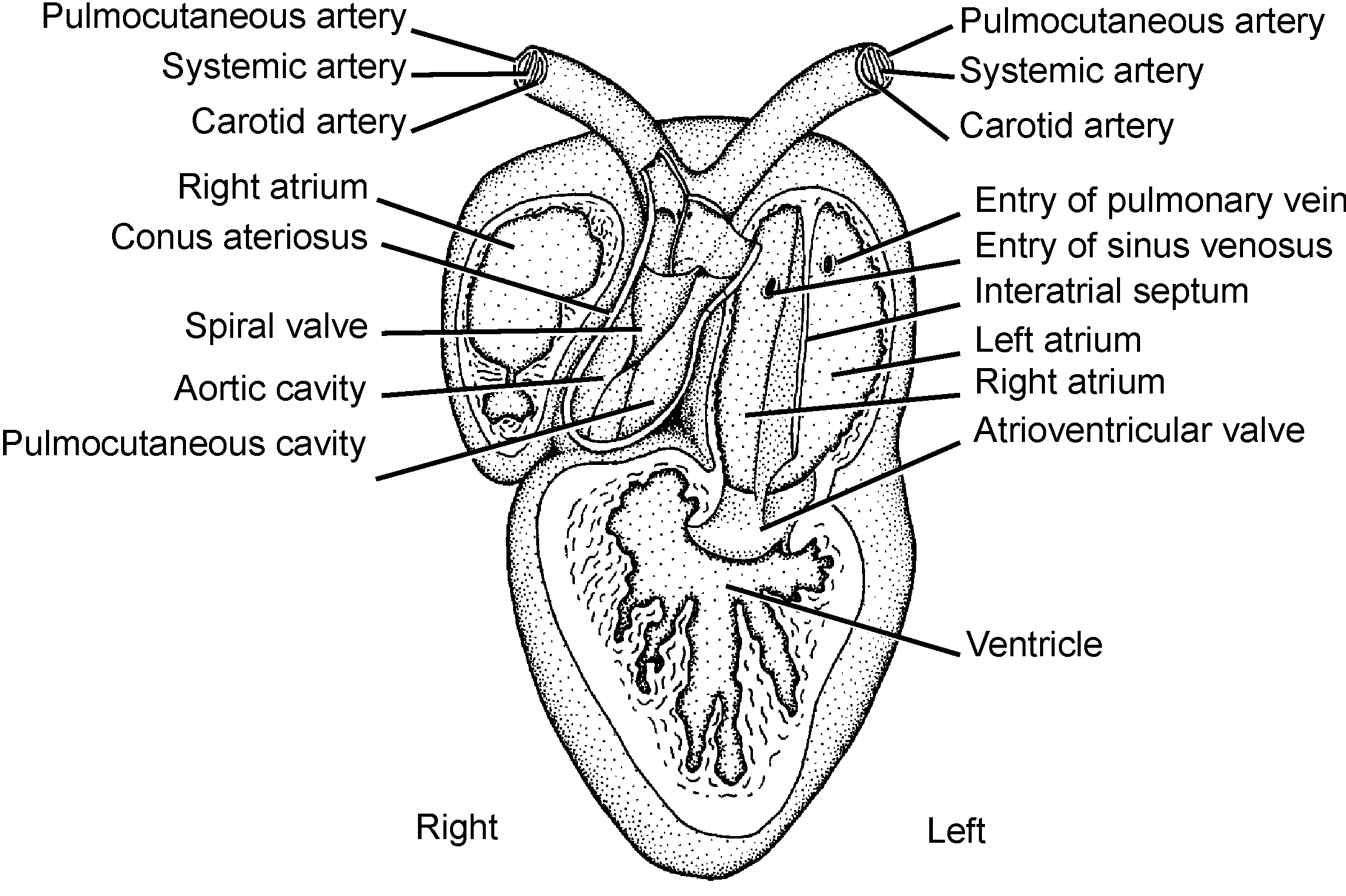 File:Amph111b labelled.png - Wikimedia Commons