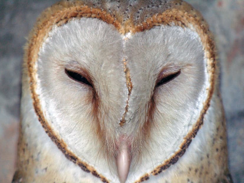 File:Barn owl (Tyto alba).jpg - Wikimedia Commons