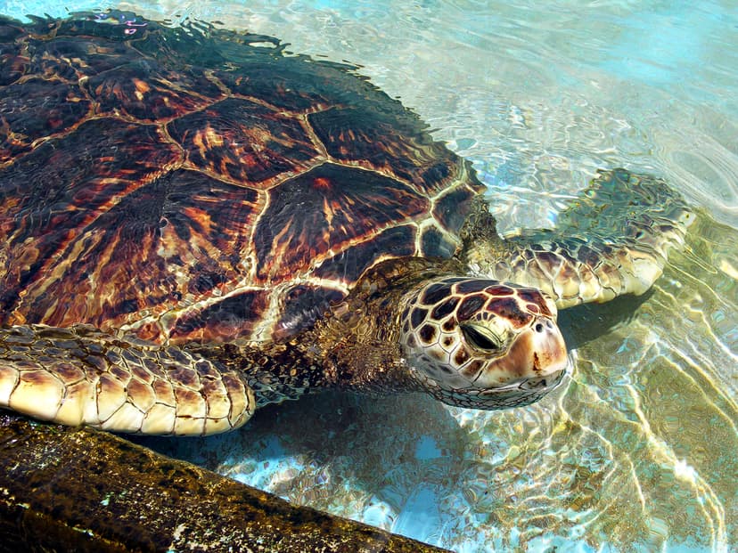 File:GreenSeaTurtle-2.jpg - Wikipedia