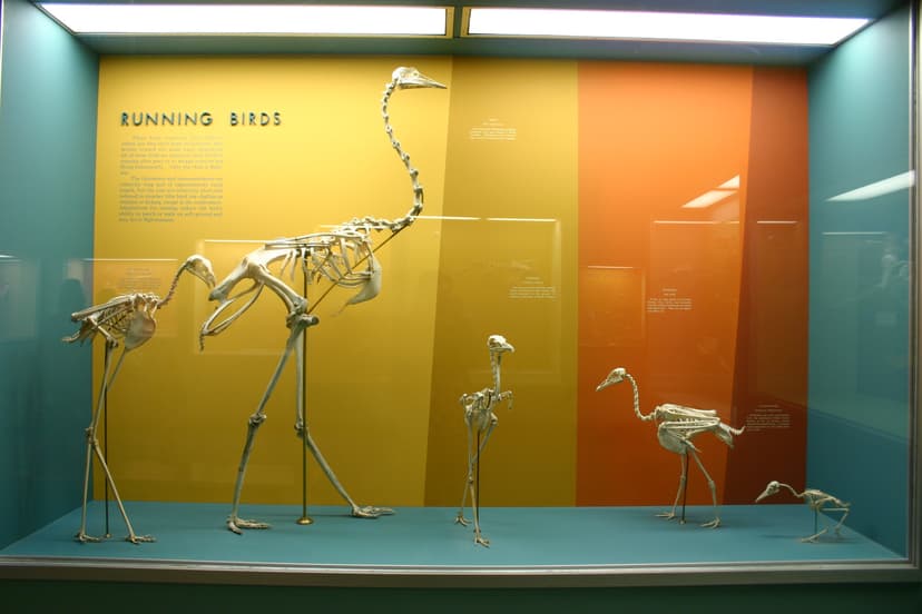 File:Running birds.jpg - Wikimedia Commons