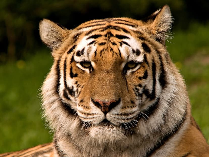 File:Sibirischer tiger de edit02.jpg - Wikipedia