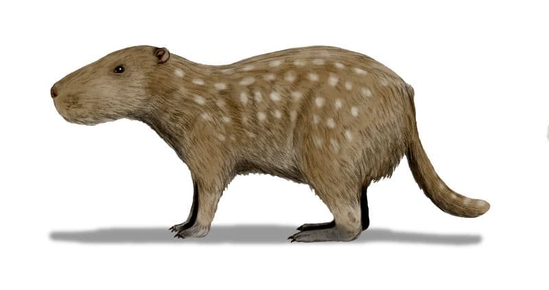 File:Josephoartigasia BW.jpg - Wikipedia