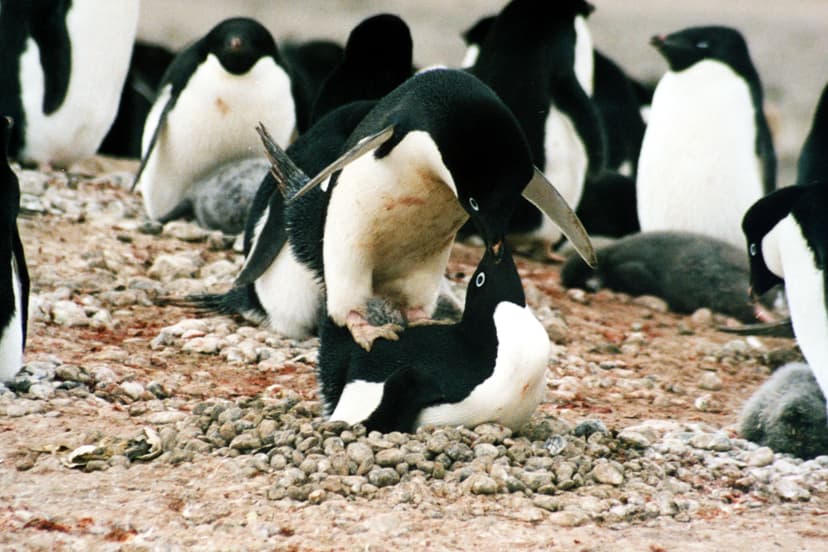 File:Mating adele.JPG - Wikipedia
