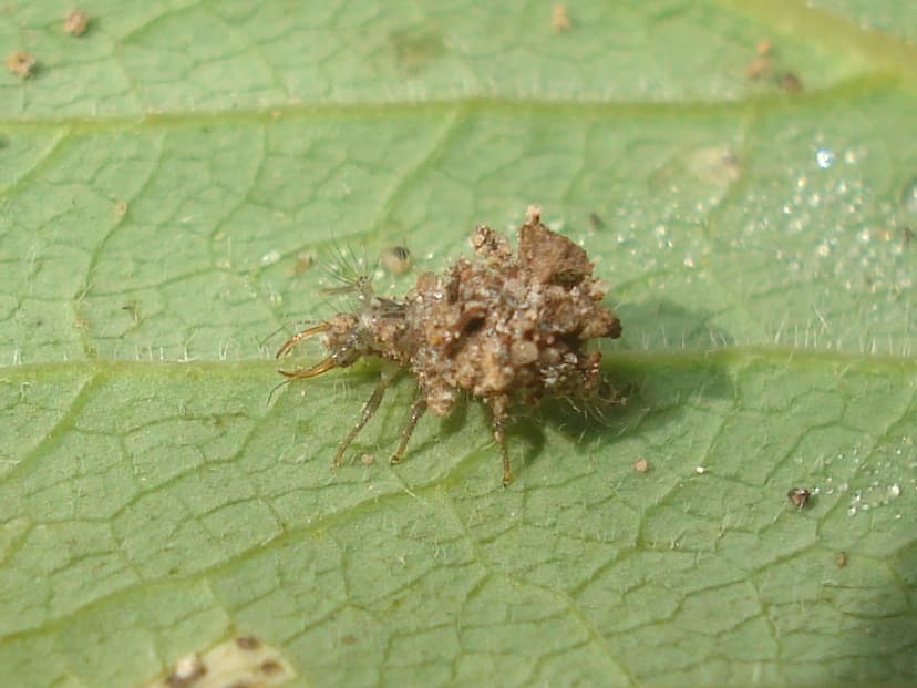 File:Chrysopidae (Larva) 01.JPG - Wikipedia