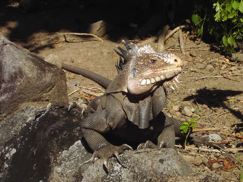 Lesser Antillean iguana - Wikipedia