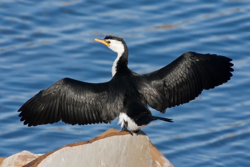 File:Microcarbo melanoleucos Austins Ferry 3.jpg - Wikipedia