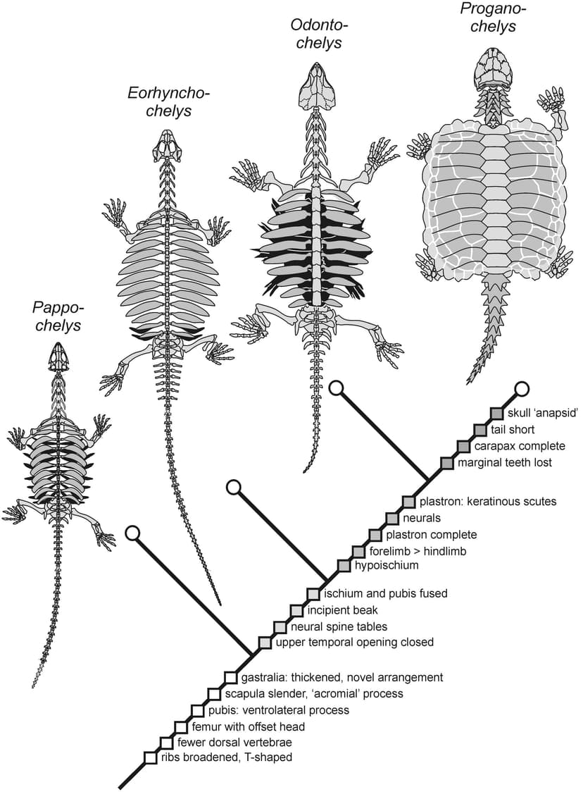 File:Origin of Turtle Body Plan.jpg - Wikimedia Commons