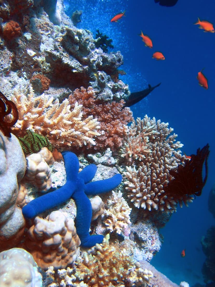 File:Blue Linckia Starfish.JPG - Wikipedia