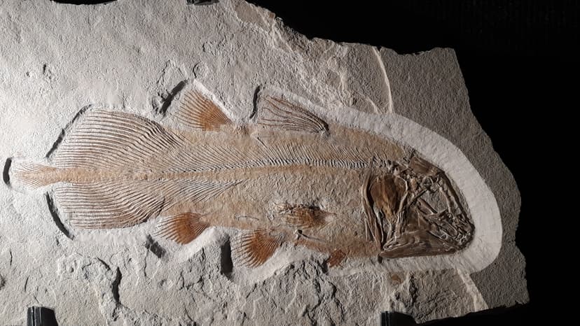 File:Coelacanth from Painten 2.jpg - Wikimedia Commons
