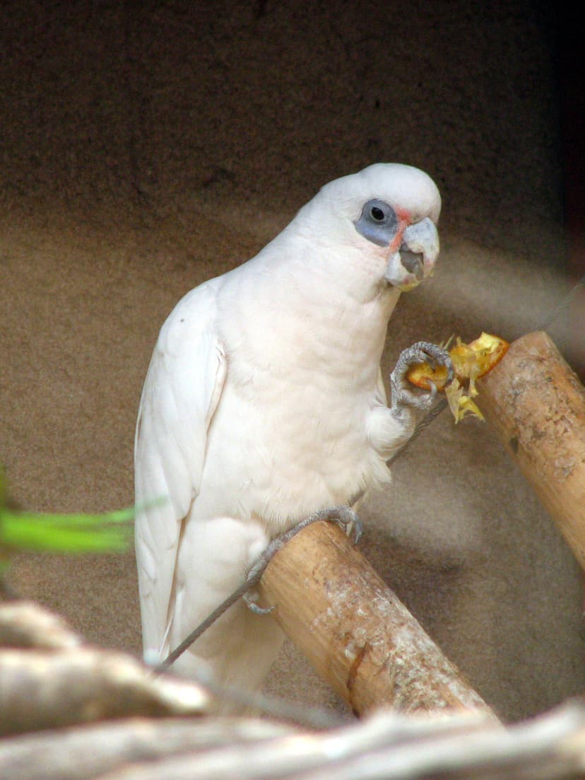 File:Bare-eyed Cockatoo 01.JPG - Wikimedia Commons