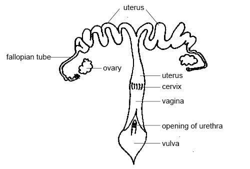 File:Female repro system labelled.JPG - Wikimedia Commons