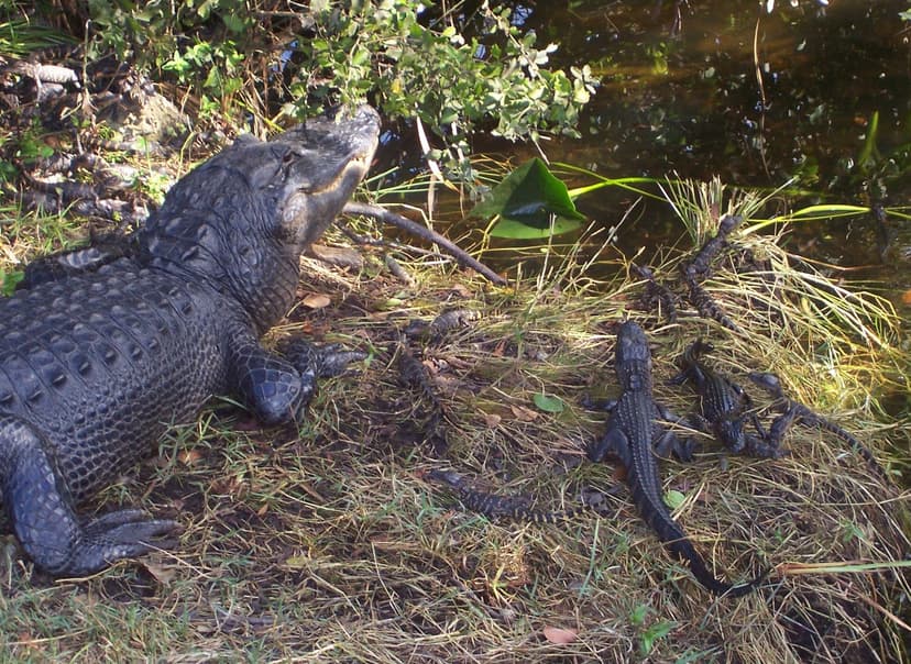 File:Crocnest.JPG - Wikipedia