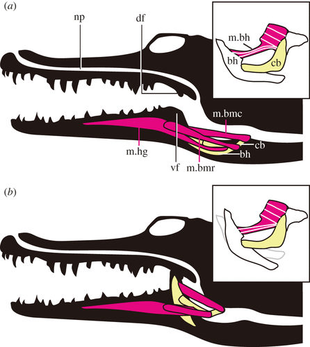 File:Crocodilian respiration.gif - Wikimedia Commons