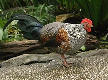File:Sonnerathuhn.jpg - Wikipedia