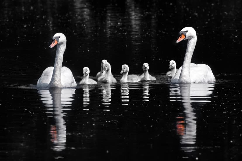 File:Mute swans (Cygnus olor) and cygnets.jpg - Wikipedia