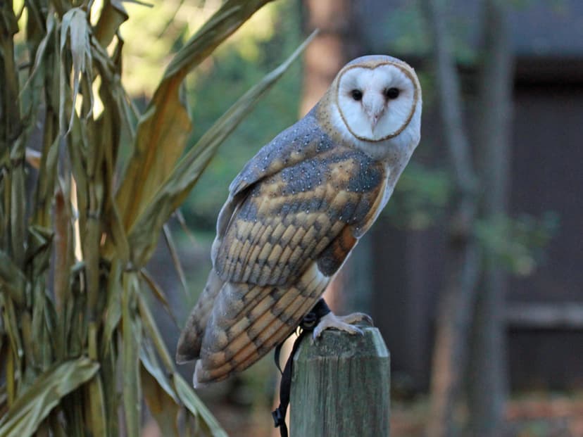 File:Barn Owl RWD at CRC3.jpg - Wikimedia Commons