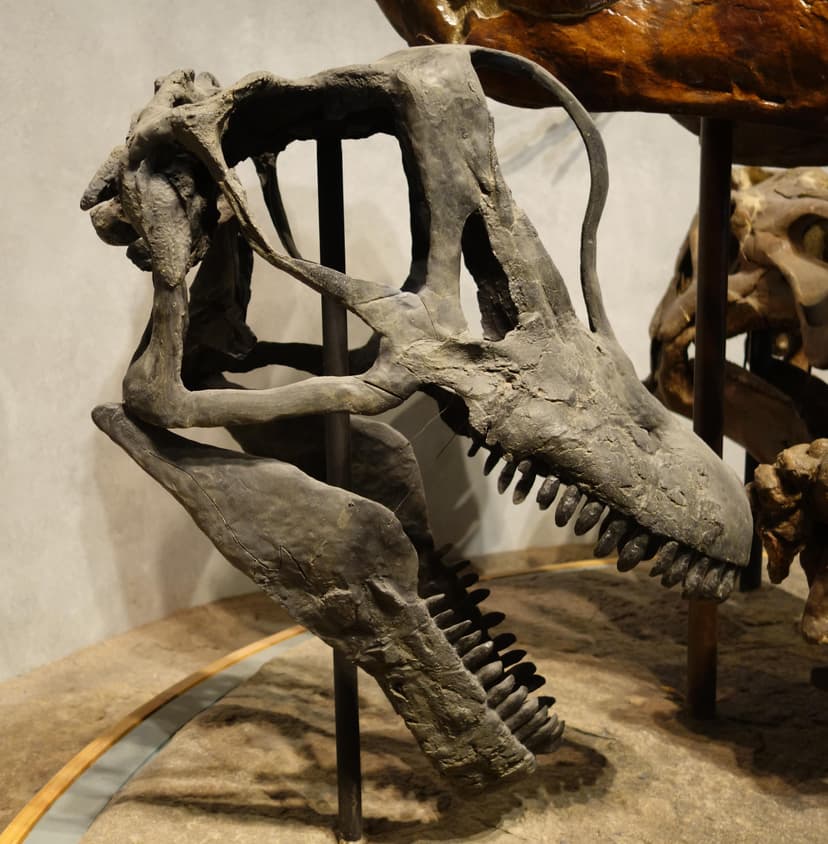 File:Brachiosaurus skull cast Denver 3.jpg - Wikipedia