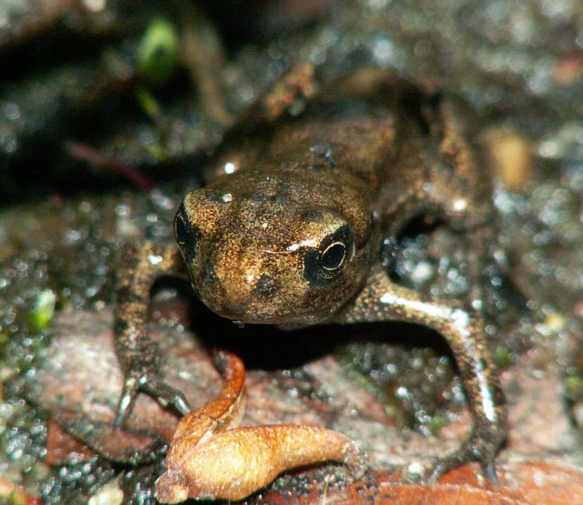 File:Bufo Bufo after metamorphosis.jpg - Wikimedia Commons