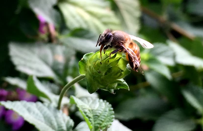 File:Honey Bee - Apis.jpg - Wikimedia Commons
