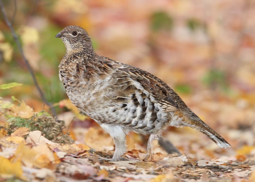 File:Bonasa-umbellus-001edit1.jpg - Wikipedia