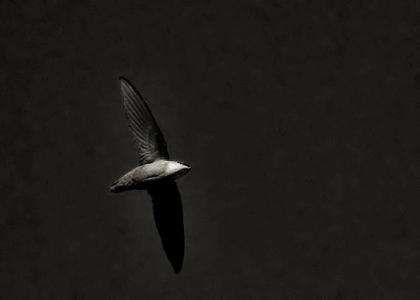 File:Chimney swift.jpg - Wikimedia Commons