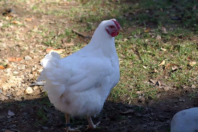 File:Gallus gallus 6zz.jpg - Wikimedia Commons