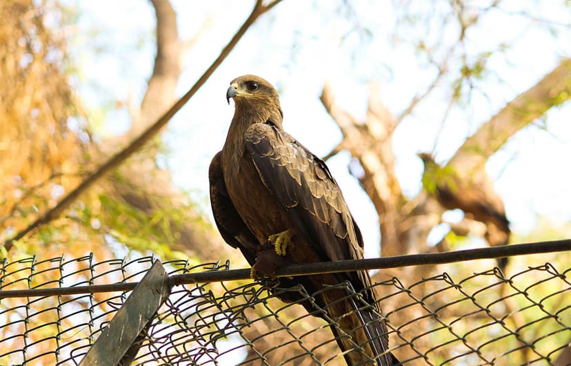 File:Sharp Eyed Eagle.jpg - Wikimedia Commons