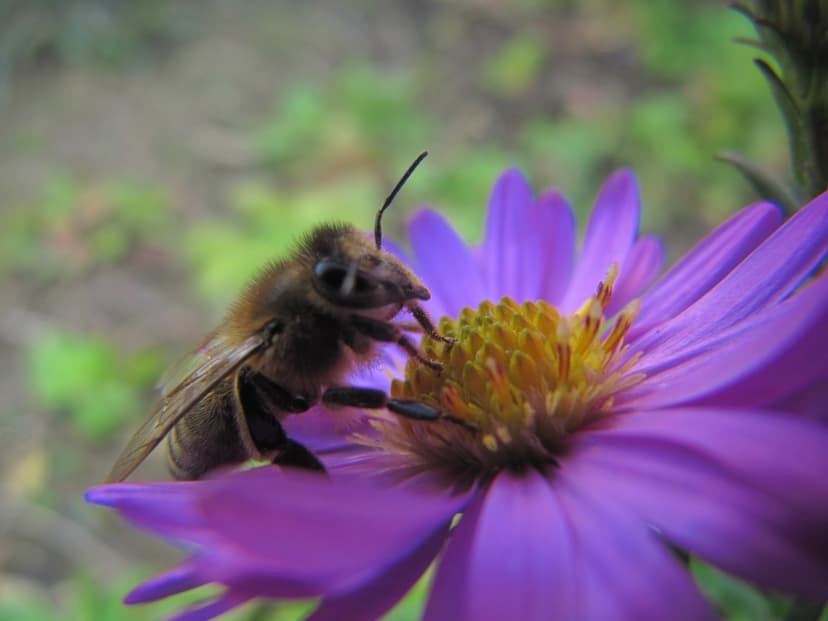 File:Bee pollinating a Flower.jpg - Wikimedia Commons