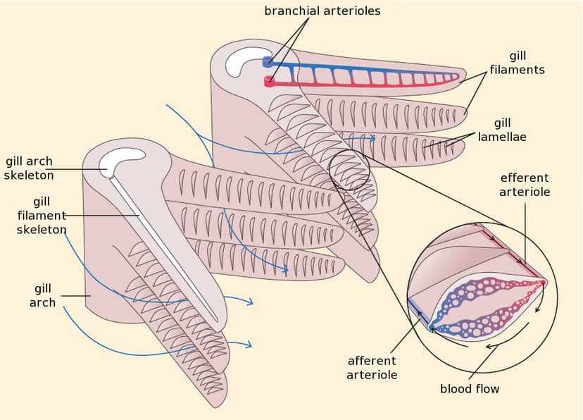 File:Fish gill structure.jpg - Wikipedia