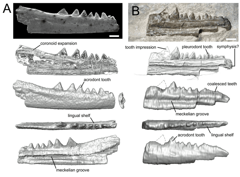 File:Lepidosaur SMNS 91060 - 91060.png - Wikimedia Commons